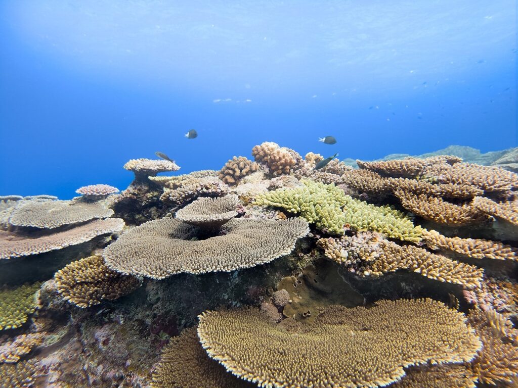 Ocean Mode Samsung Raih Penghargaan, Fitur Kamera Ini Ikut Bantu Selamatkan Terumbu Karang